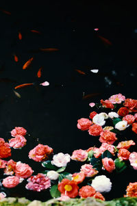 High angle view of pink flowers floating on water
