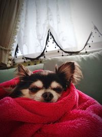 Portrait of dog relaxing on bed at home