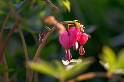 Close-up of pink flowering plant