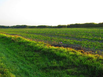 Scenic view of field against clear sky