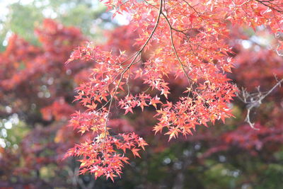 Close-up of cherry blossom tree during autumn