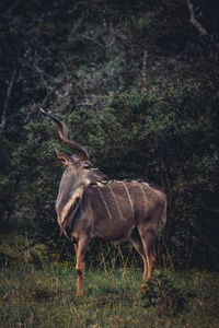 Side view of giraffe in forest