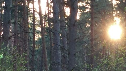 Sun shining through trees