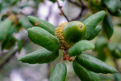 Close-up of fruits on tree