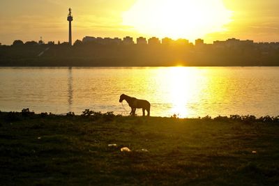 Silhouette birds by lake against sky during sunset