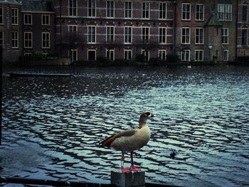 Side view of seagull on water