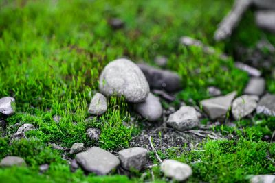 Surface level of grassy field