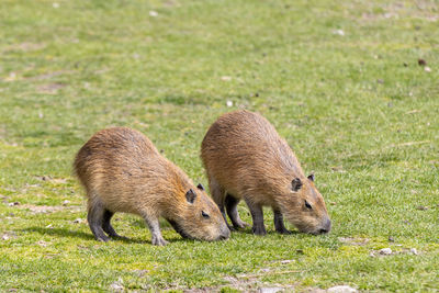 Close-up of capybaras on field