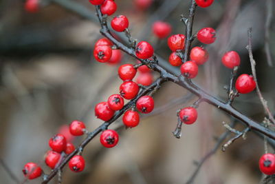 Close-up of wet rowanberries growing on tree