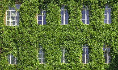 Plants growing outside building