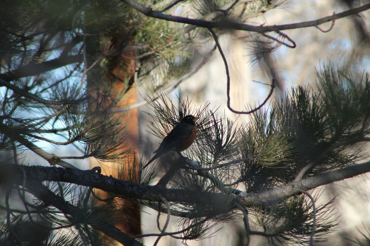 Bird hidden in tree