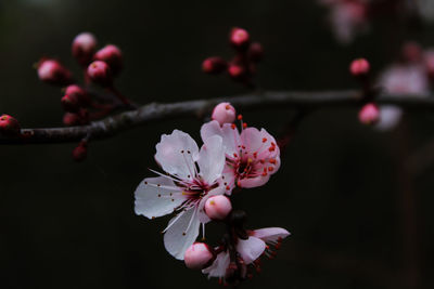 Close-up of pink flowers blooming on tree