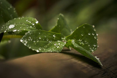 Close-up of wet plant leaves
