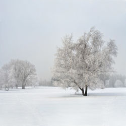 Trees on snow covered field against sky