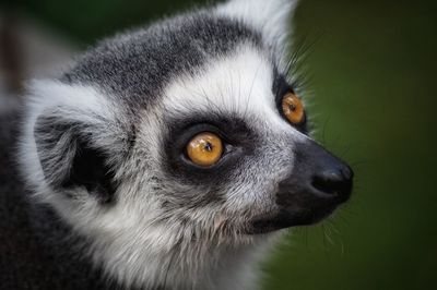 Close-up of lemur outdoors