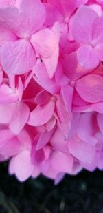 Close-up of pink rose flower