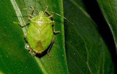 Close-up of insect on leaf