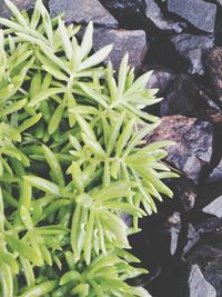 High angle view of plant growing on rock