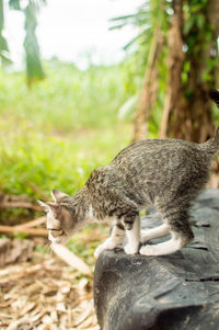 Full length of a cat