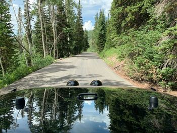 Road amidst trees in forest