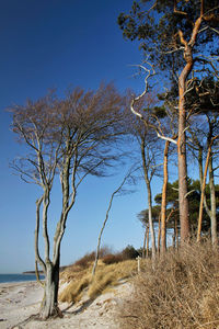 Bare trees on landscape against clear blue sky