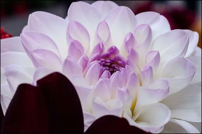 Close-up of flowers blooming outdoors