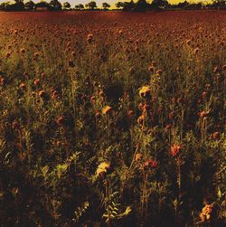 Plants growing on field