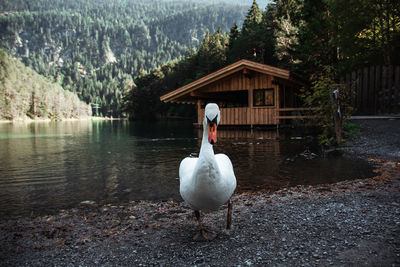 Swan, lake and house
