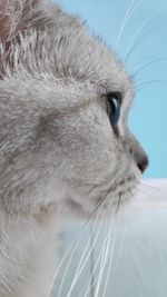 Close-up of a cat looking away