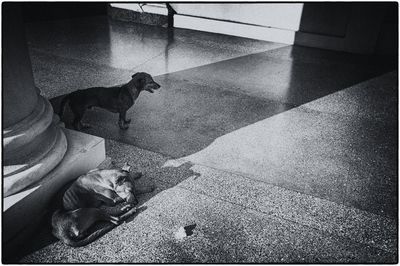 High angle view of dog sitting on floor