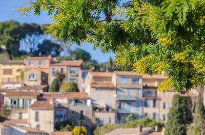 Close-up of tree against houses