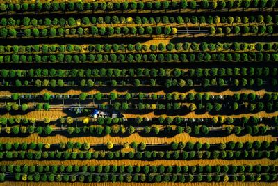 Aerial view of plants growing over lake