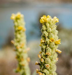 Close-up of yellow flowering plant