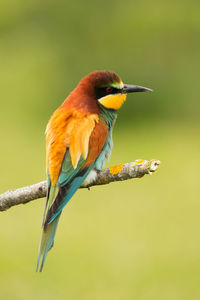 Close-up of bird perching on branch