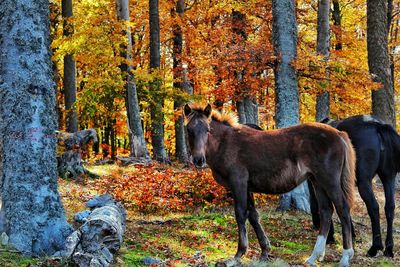 Horse standing in a forest