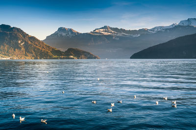 Birds over lake against mountains