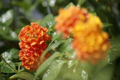 Close-up of wet orange flower