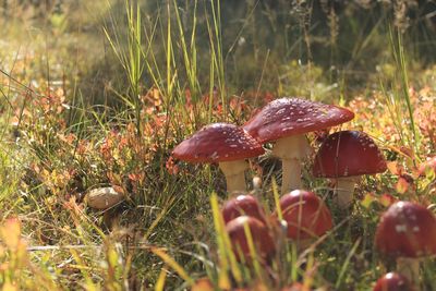 Close-up of mushroom growing on field