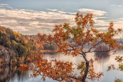 Trees by lake against sky during autumn