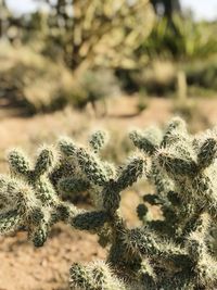 Close-up of cactus plant on field