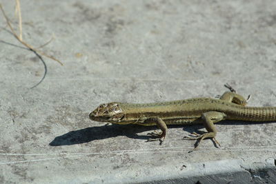 Close-up of lizard