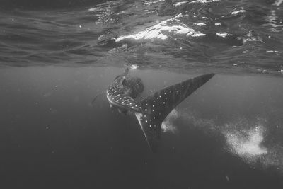 View of fish swimming in sea