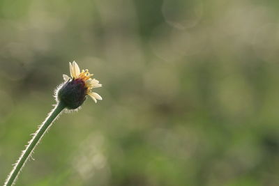 Close-up of honey bee on plant