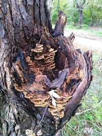 Close-up of tree trunk on field