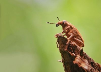 Close-up of grasshopper perching on wood