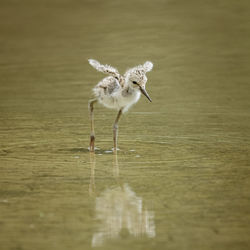 Bird perching on a lake