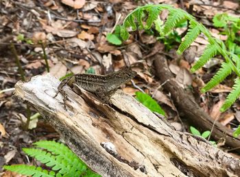 Close-up of lizard on tree trunk