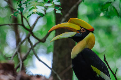 Close-up of bird perching on a tree