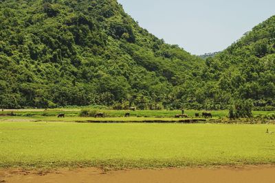 Scenic view of trees on field against sky