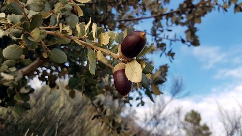 Low angle view of fruits on tree against sky